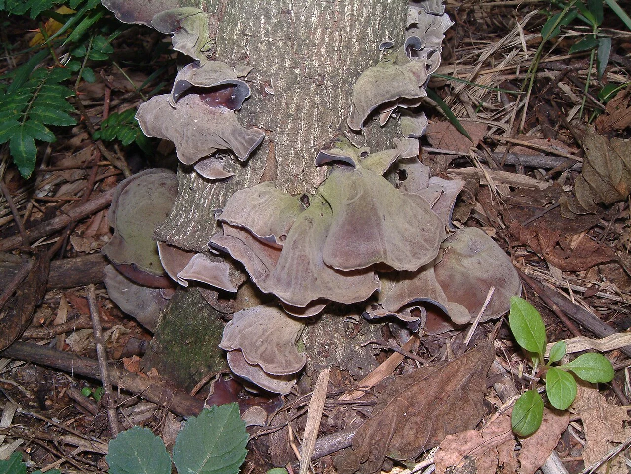 Kikurage wood-ear mushrooms. Actual kikurage mushrooms growing on wood, photographed in Gunma in July 2007. This shows the mushroom itself before the preparation and slicing used for ramen.